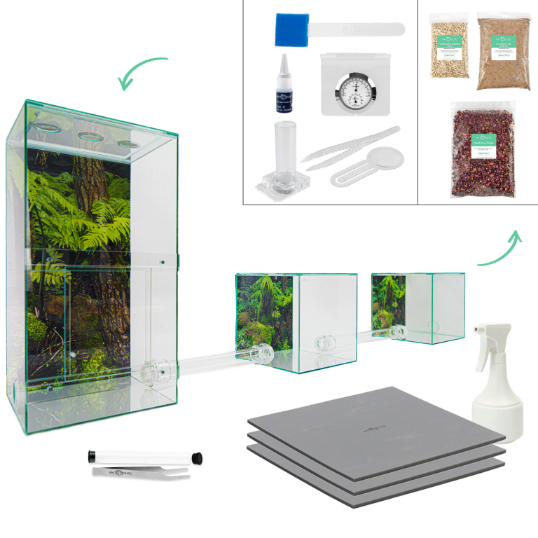 Starter kit for leaf cutting ants  Antcube - big